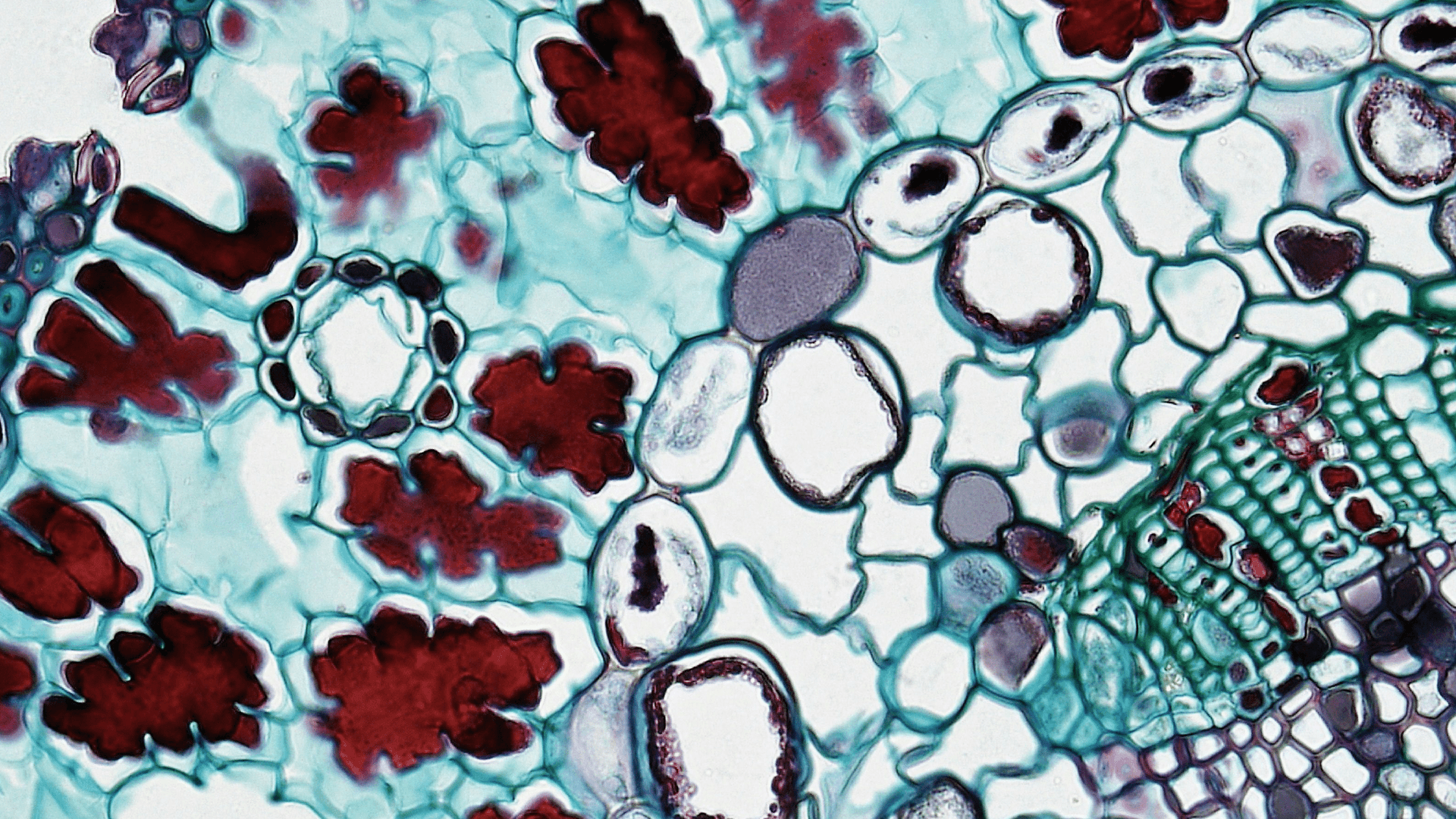 Biomarkers types characteristics and examples