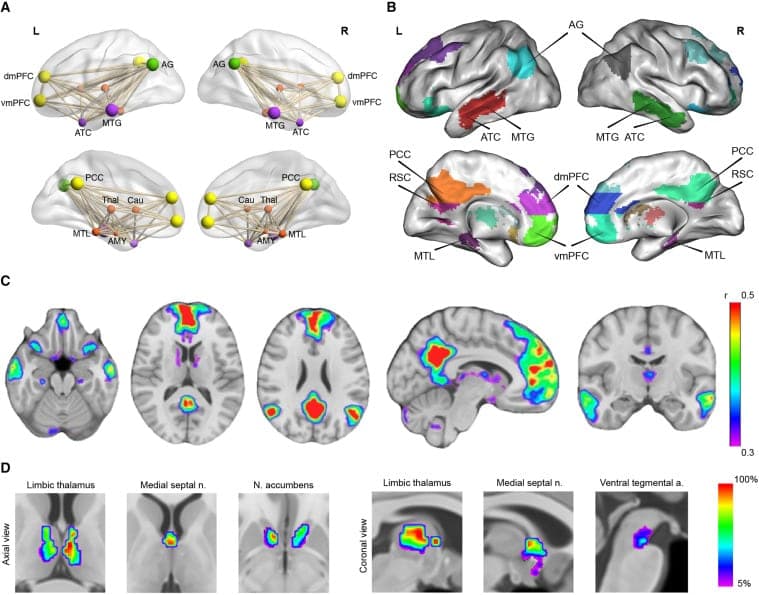 Cortical and subcortical nodes of the DMN brain regions